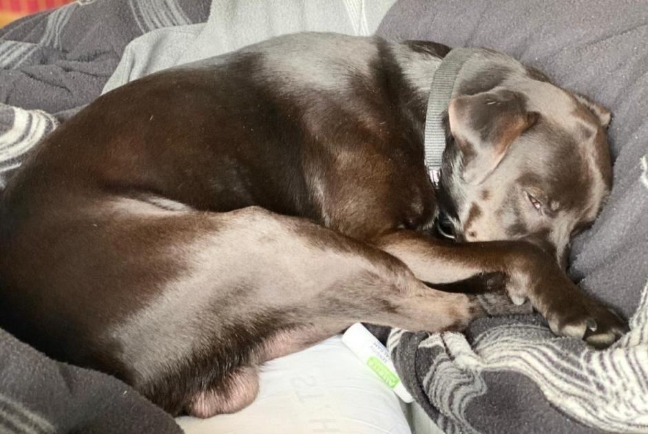 Disappearance alert Dog miscegenation Male , 8 years Montejo Spain