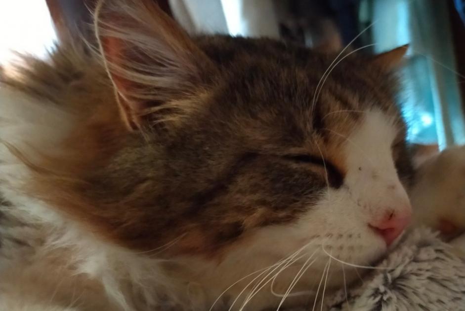 Disappearance alert Cat Male , 5 years Loisia France