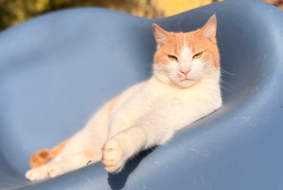 Cat Gone in Casale Monferrato (, Italy)  - disappearance  Pet Alert  alert #364317