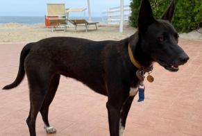 Discovery alert Dog Female Capo Vaticano Italy