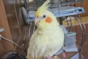 Disappearance alert Bird Female , 2026 yeahr Roma Italy