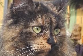 Alerta de Desaparición Gato Hembra , 3 años Caveirac Francia