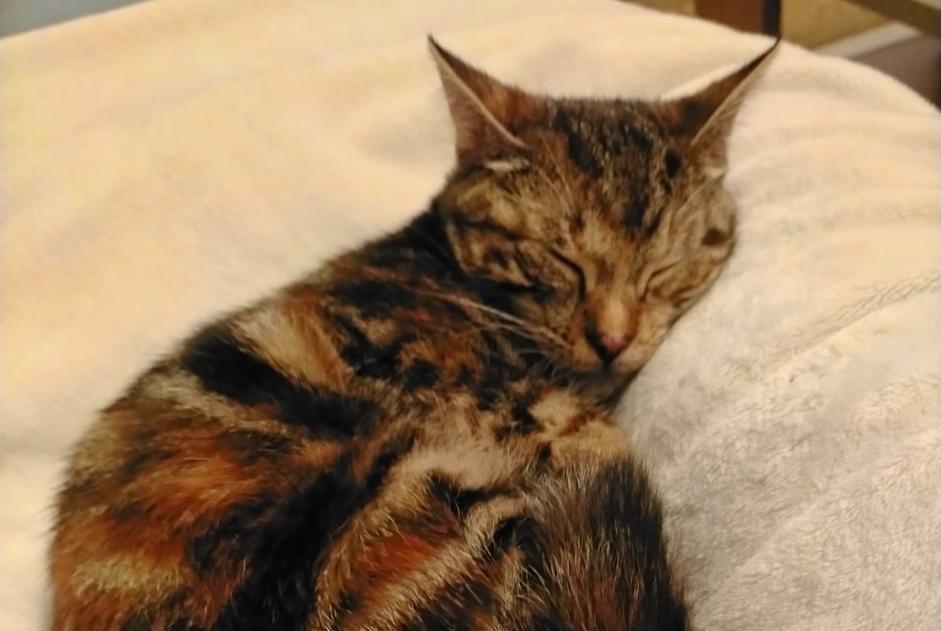 Alerta de Desaparición Gato  Hembra , 1 años Soustons Francia