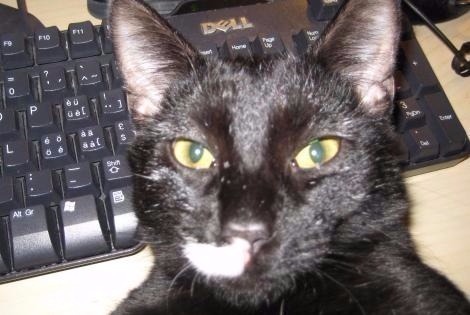 Alerte Disparition Chat croisement Mâle , 12 ans Valladolid Espagne