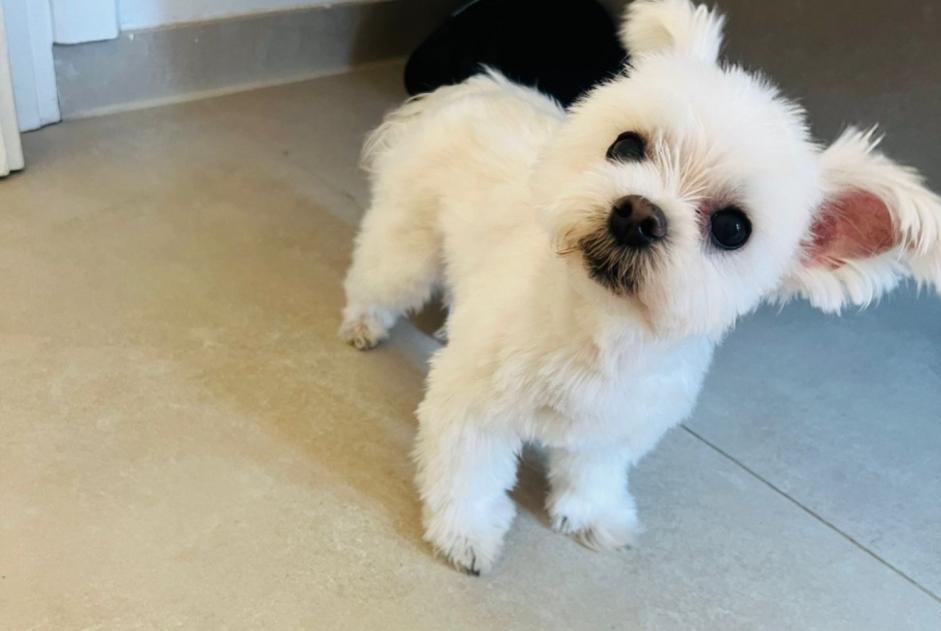 Alerte Disparition Chien Mâle , 9 ans Verano Brianza Italie