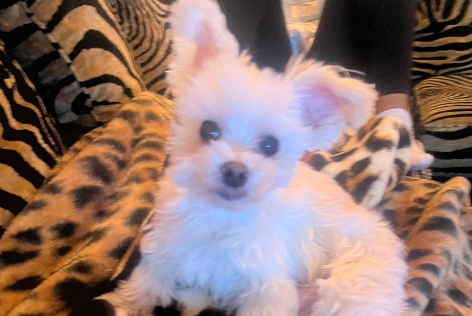 Alerte Disparition Chien Mâle , 9 ans Verano Brianza Italie