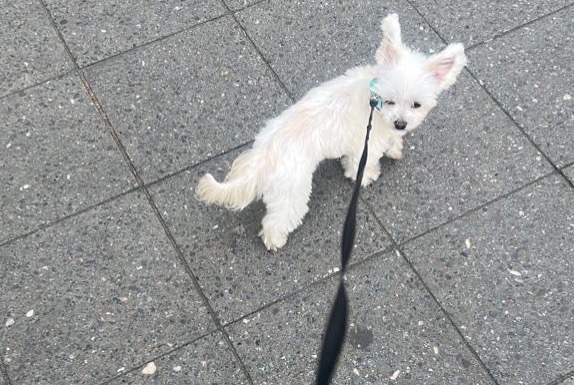 Alerte Disparition Chien Mâle , 9 ans Verano Brianza Italie