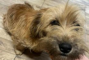Alerte Découverte Chien croisement Femelle Aprilia Italie