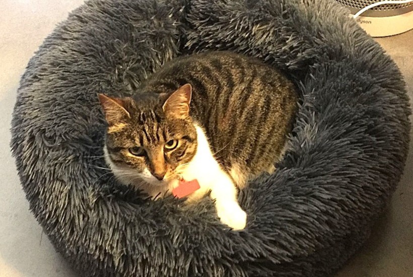 Alerte Disparition Chat  Femelle , 10 ans Roma Italie
