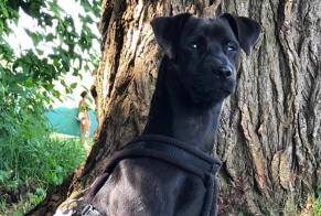 Alerte Disparition Chien croisement Mâle , 8 ans Montejo Espagne