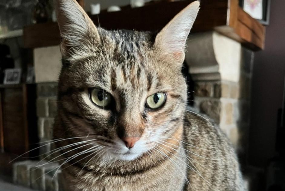 Alerte Disparition Chat croisement Femelle , 12 ans Alcalá de Chivert Espagne