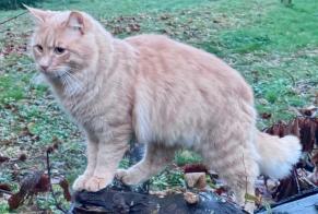 Alerte Disparition Chat  Mâle , 1 ans Camaiore Italie
