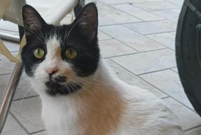 Alerte Disparition Chat Mâle , 6 ans Zola Predosa Italie