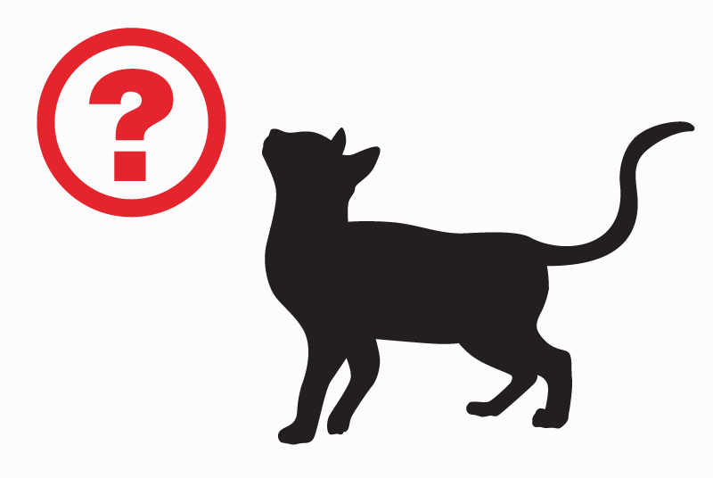 Avviso Ritrovamento Gatto Maschio Toirano Italia