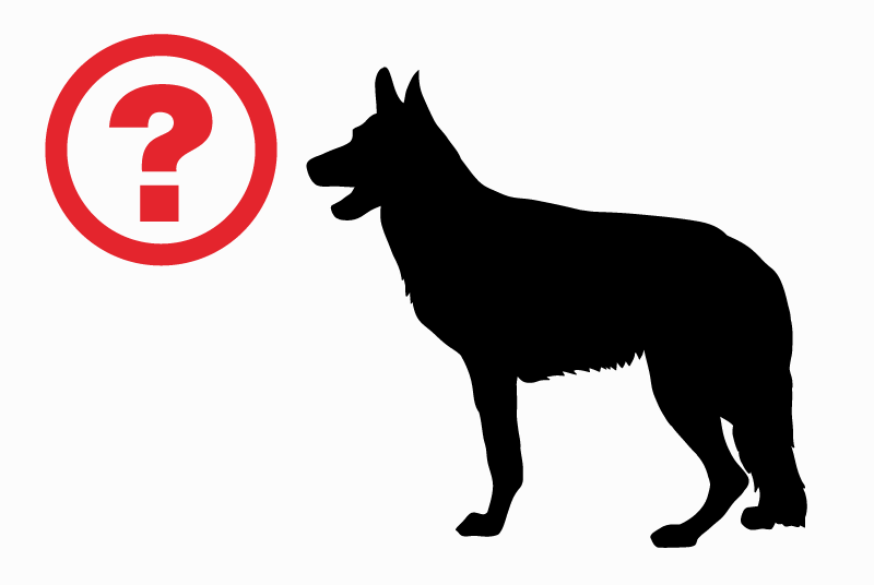 Discovery alert Dog Male Monterusciello Italy