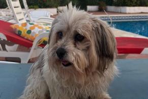 Avviso Ritrovamento Cane  Femmina Lora del Río Spagna