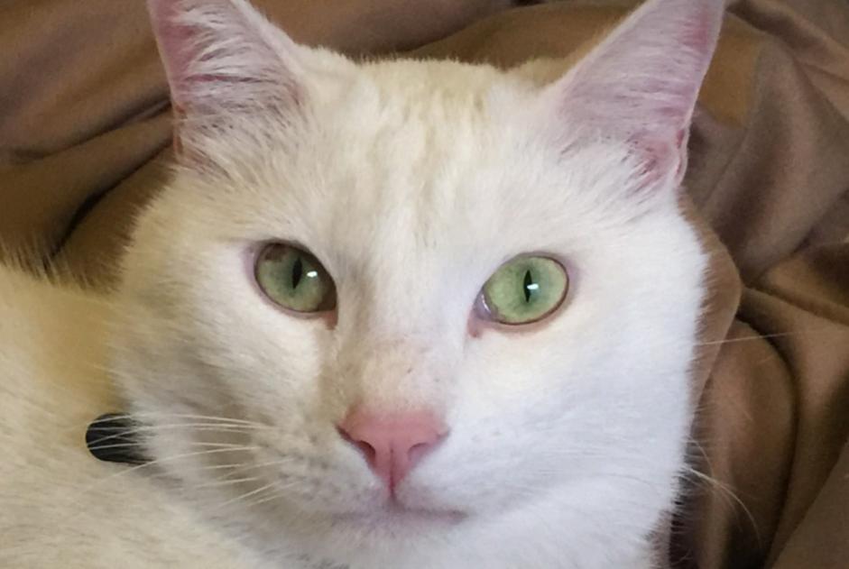 Avviso scomparsa Gatto  Maschio , 10 anni Roma Italia