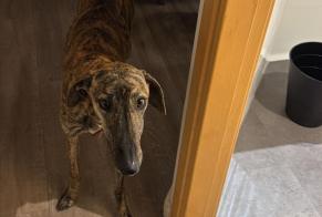 Avviso Ritrovamento Cane  Femmina , 1 anno Madrid Spagna