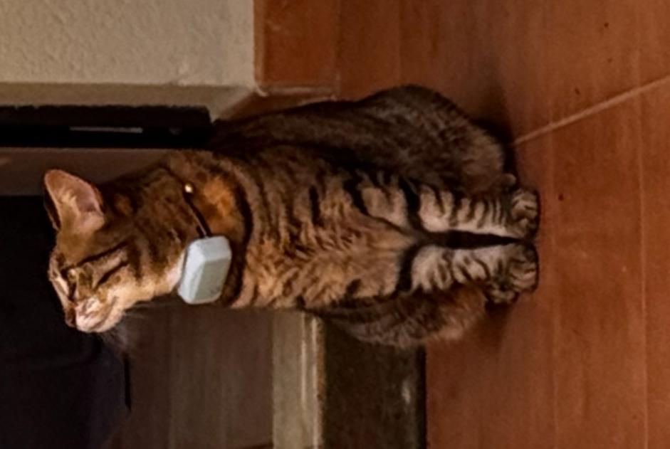 Avviso scomparsa Gatto incrocio di razze Femmina , 12 anni Alcalá de Chivert Spagna