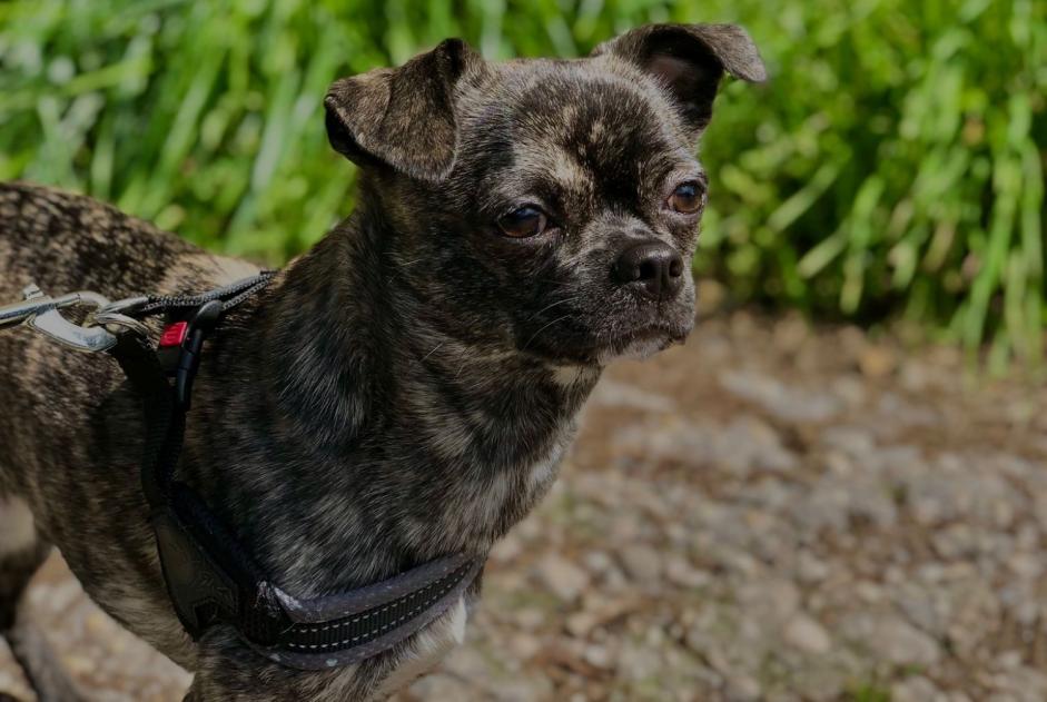 Avviso scomparsa Cane incrocio di razze Maschio , 2 anni Corcolle Italia