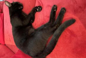 Avviso scomparsa Gatto incrocio di razze Maschio , 1 anni Limbiate Italia