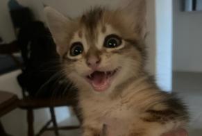 Avviso Ritrovamento Gatto Femmina Maruggio Italia