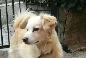 Avviso scomparsa Cane incrocio di razze Maschio , 15 anni Trivero Italia