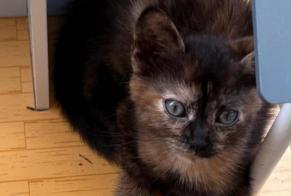 Avviso scomparsa Gatto Femmina , 0 anni Bologna Italia