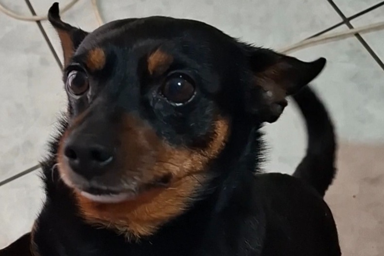 Cane Smarrito a Sommatino (, Italia)  - allerta scoperta Pet Alert n. 371445