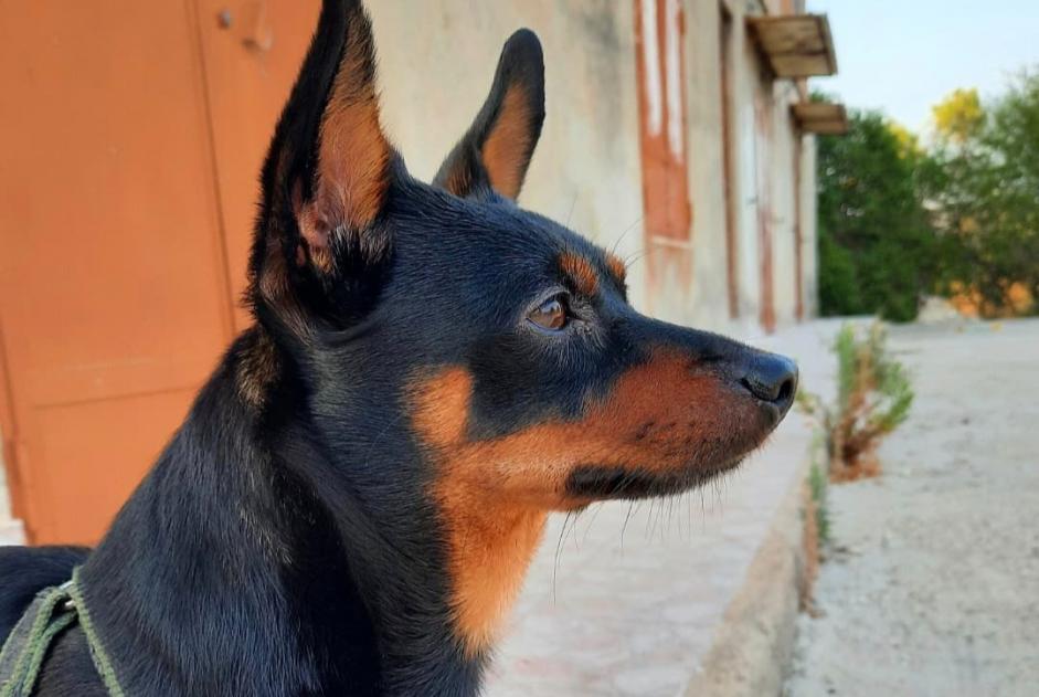 Cane Smarrito a Sommatino (, Italia)  - allerta scoperta Pet Alert n. 371445