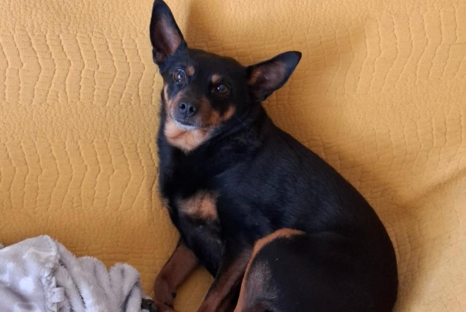 Cane Smarrito a Sommatino (, Italia)  - allerta scoperta Pet Alert n. 371445