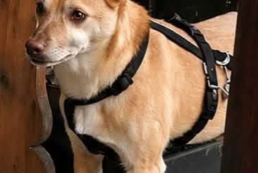 Cane Smarrito a Poggiridenti (, Italia)  - allerta scoperta Pet Alert n. 374077