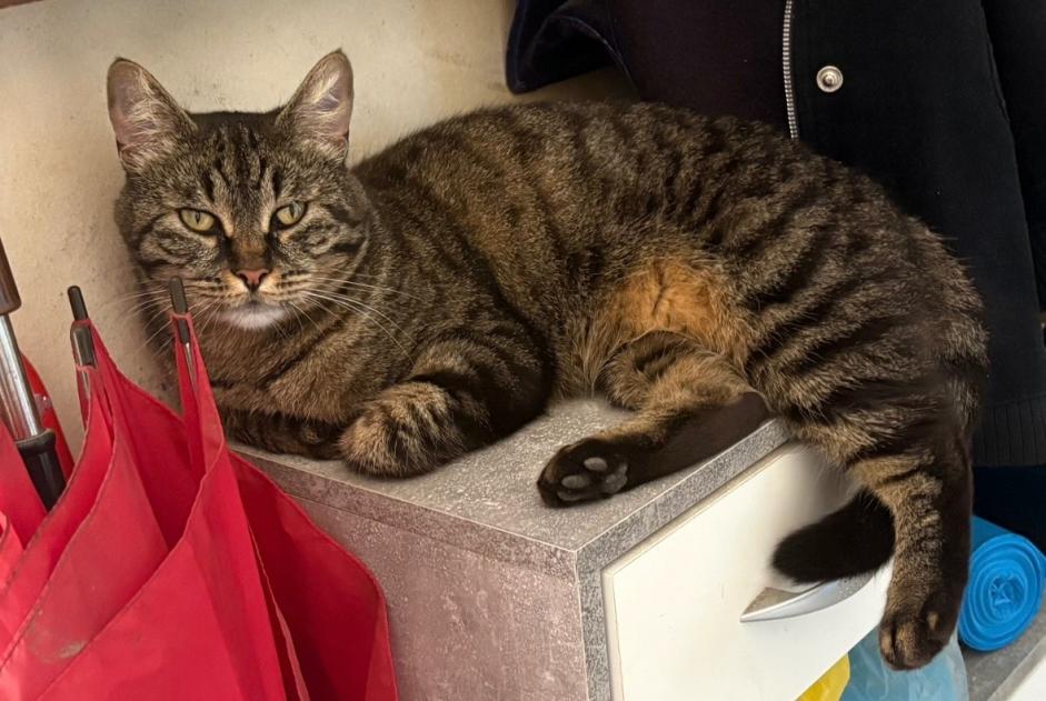 Gatto Smarrito a Savigno (, Italia)  - allerta scoperta Pet Alert n. 374260