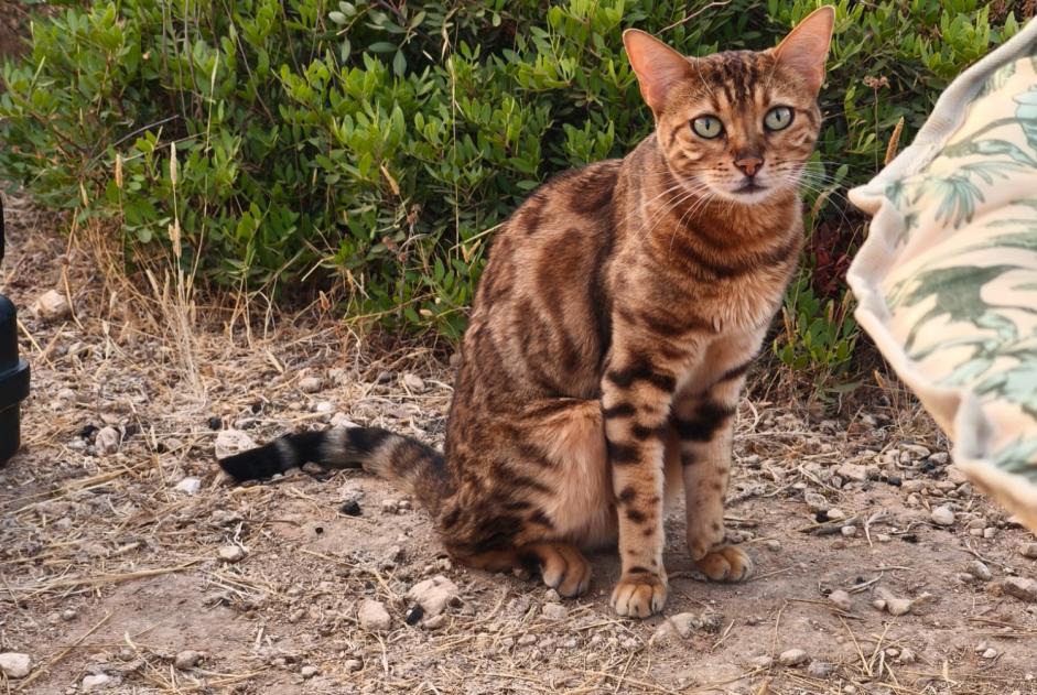 Gatto Smarrito a Malcesine (, Italia)  - allerta scoperta Pet Alert n. 375261