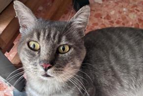 Avviso scomparsa Gatto Maschio , 7 anni Modena Italia