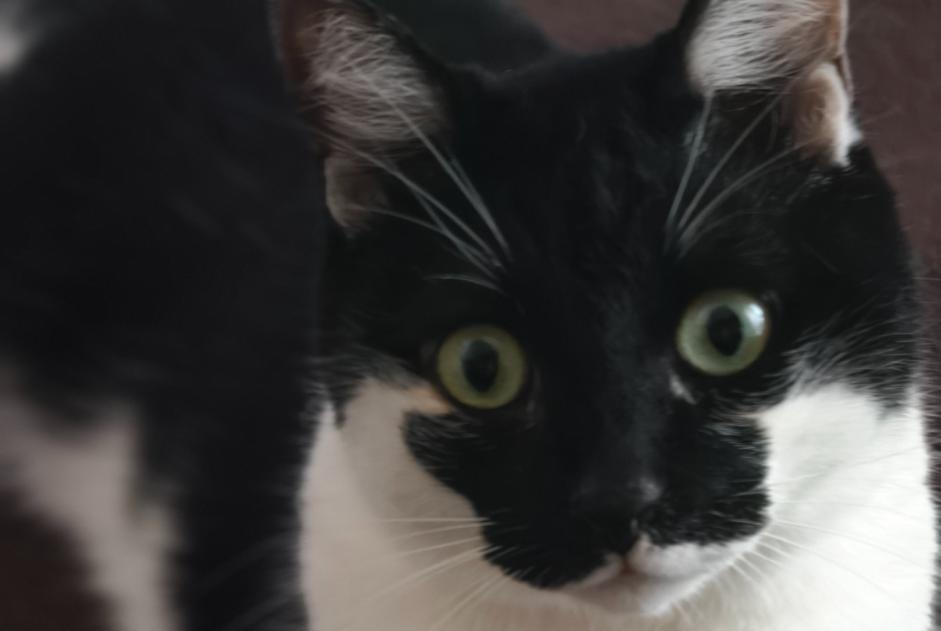 Gatto Smarrito a Olmo (, Italia)  - allerta scoperta Pet Alert n. 376192