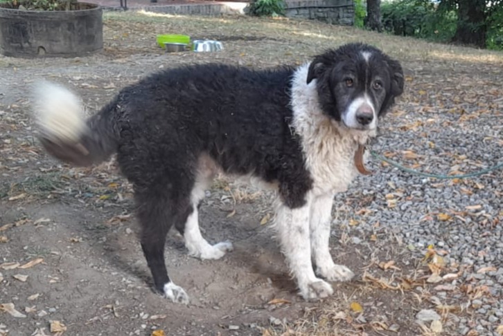 Vermësstemeldung Hond kräizung Männlech , 7 joer Marano Sul Panaro Italie