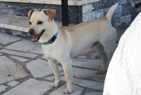 Verdwijningsalarm Hond Mannetje , 3 jaar Vimeiro Portugal
