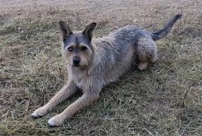 Verdwijningsalarm Hond rassenvermenging Mannetje , 4 jaar Badajoz Spanje