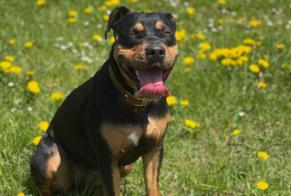 Verdwijningsalarm Hond rassenvermenging Vrouwtje , 1 jaar Rochefort Zwitserland