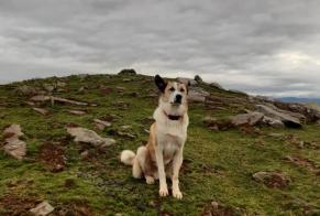 Verdwijningsalarm Hond rassenvermenging Mannetje , 2024 jaar Saint-Étienne-de-Baïgorry Frankrijk