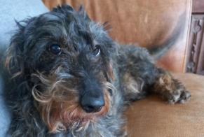 Verdwijningsalarm Hond  Mannetje , 11 jaar Havelange België