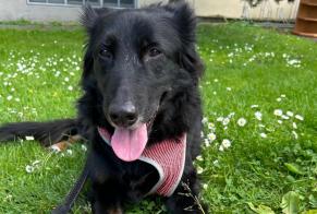 Ontdekkingsalarm Hond rassenvermenging Vrouwtje Zürich Zwitserland