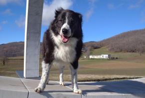 Verdwijningsalarm Hond rassenvermenging Vrouwtje , 12 jaar Casalecchio di Reno Italië