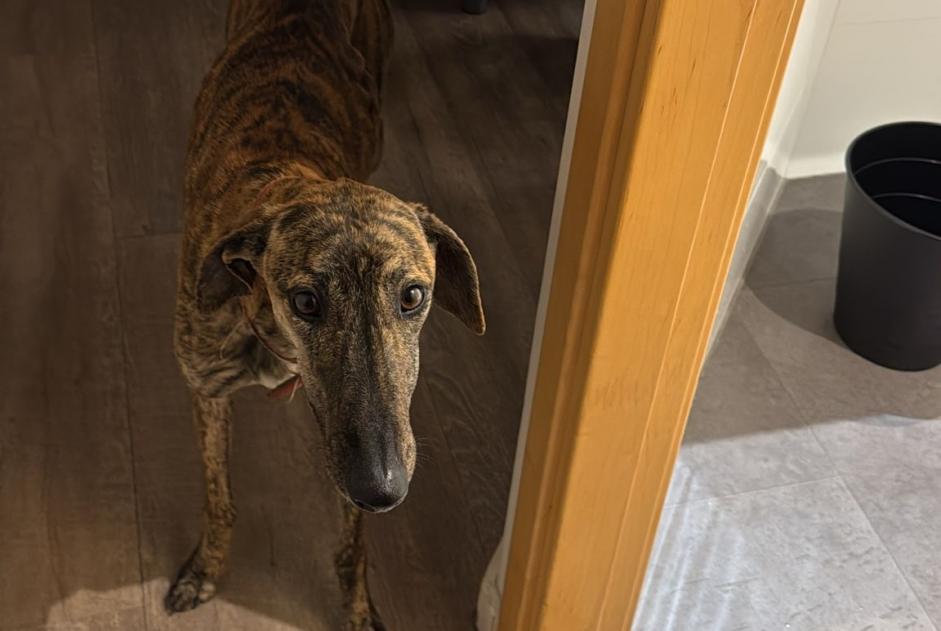 Ontdekkingsalarm Hond  Vrouwtje , 1 jaar Madrid Spanje