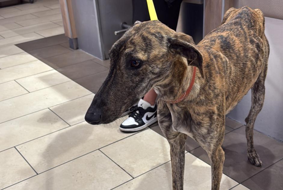 Ontdekkingsalarm Hond  Vrouwtje , 1 jaar Madrid Spanje
