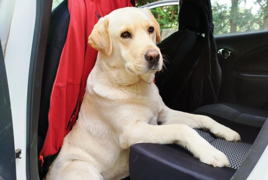 Verdwijningsalarm Hond  Mannetje , 3 jaar Mezzaluna Italië
