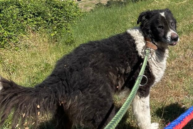Verdwijningsalarm Hond rassenvermenging Mannetje , 7 jaar Marano Sul Panaro Italië