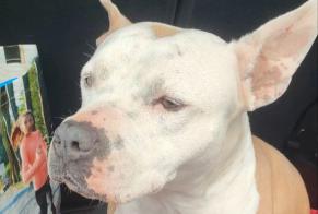 Ontdekkingsalarm Hond rassenvermenging Vrouwtje Rho Italië