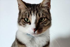 Verdwijningsalarm Kat  Mannetje , 1 jaar Ancona Italië